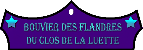 SITE WEB ELEVAGE DU CLOS DE LA LUETTE SPECIALISE POUR LE BOUVIER DES FLANDRES © COPYRIGHT DEPOSE